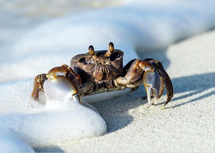 Amirantees Greeting Card featuring the photograph Ghost Crab In The Foam Line by Peter Chadwick