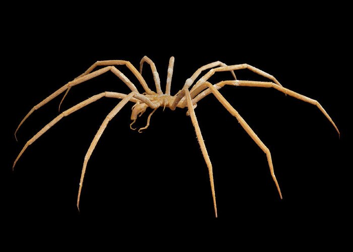 Decolopoda Australis Greeting Card featuring the photograph Giant Antarctic Sea Spider by British Antarctic Survey/science Photo Library