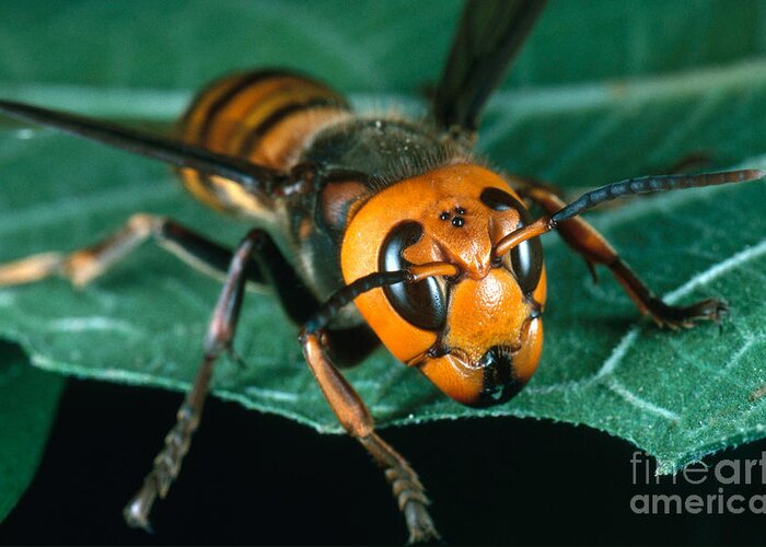 Giant Asian Wasp Greeting Card featuring the photograph Giant Asian Hornet by Scott Camazine
