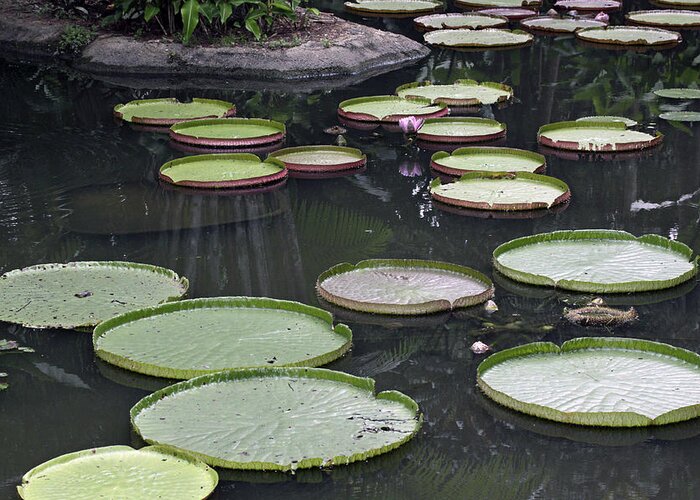 Pond Greeting Card featuring the photograph Giant Lily Pads by Shoal Hollingsworth