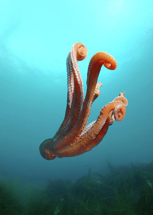 Underwater Greeting Card featuring the photograph Giant Pacific Octopus Or North Pacific by Andrey Nekrasov