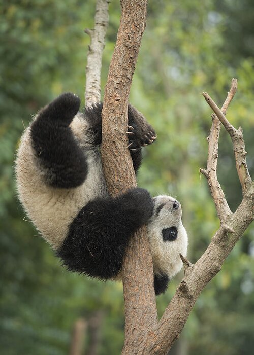 Katherine Feng Greeting Card featuring the photograph Giant Panda Cub In Tree Chengdu Sichuan by Katherine Feng