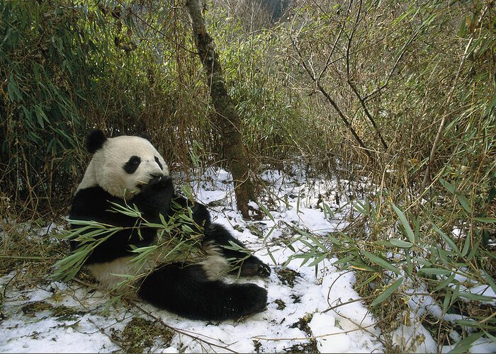 Feb0514 Greeting Card featuring the photograph Giant Panda Eating Bamboo Wolong China by Pete Oxford
