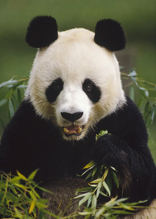 Feb0514 Greeting Card featuring the photograph Giant Panda Feeding On Bamboo China by Gerry Ellis