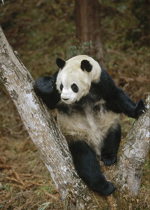 Feb0514 Greeting Card featuring the photograph Giant Panda In Tree Wolong Valley China by Konrad Wothe