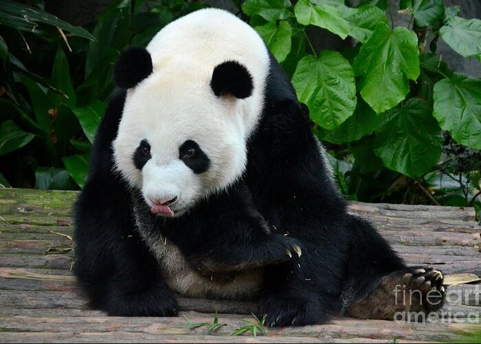 Panda. Bear Greeting Card featuring the photograph Giant Panda with tongue touching nose at River Safari Zoo Singapore by Imran Ahmed