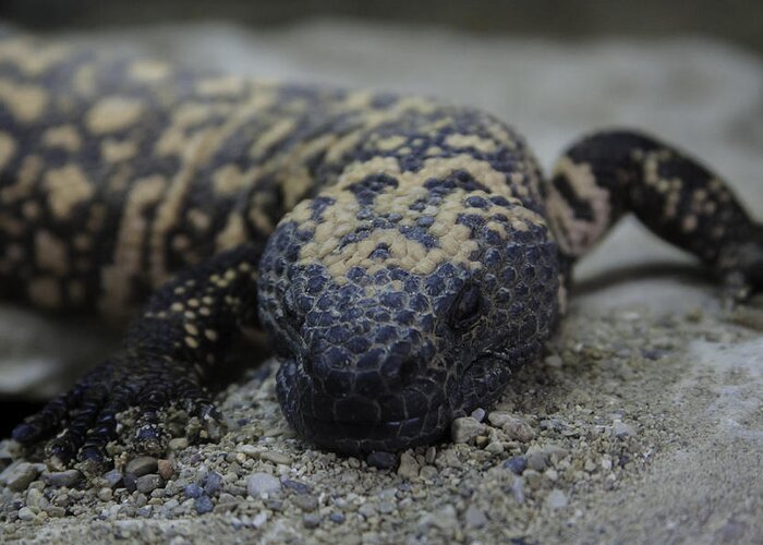 Lizard Greeting Card featuring the photograph Gila Monster by Greg Thiemeyer