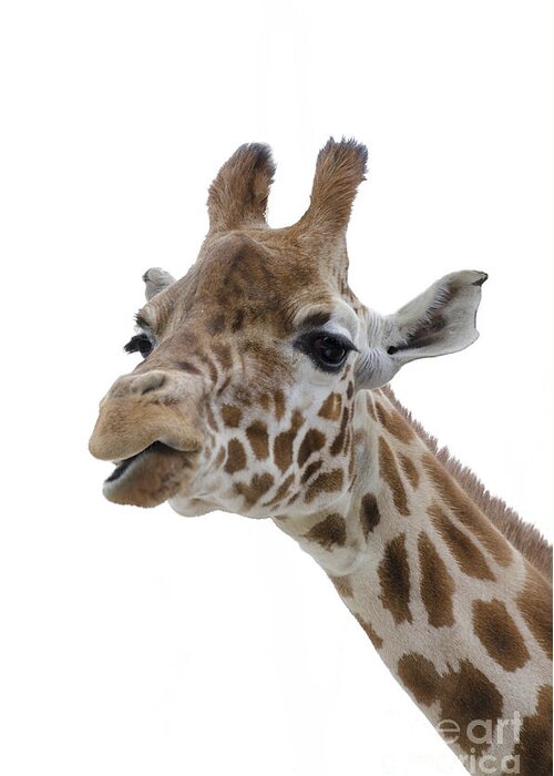 Giraffe Greeting Card featuring the photograph Giraffe - colour by Steev Stamford