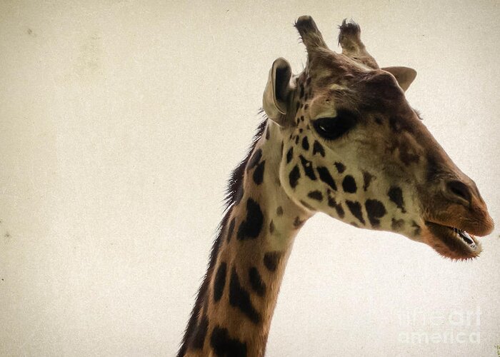 Wildlife Greeting Card featuring the photograph Giraffe 2 by Andrea Anderegg