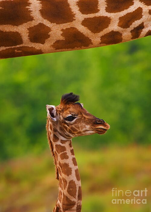 Africa Greeting Card featuring the photograph Giraffe calf below the neck of her mother II by Nick Biemans