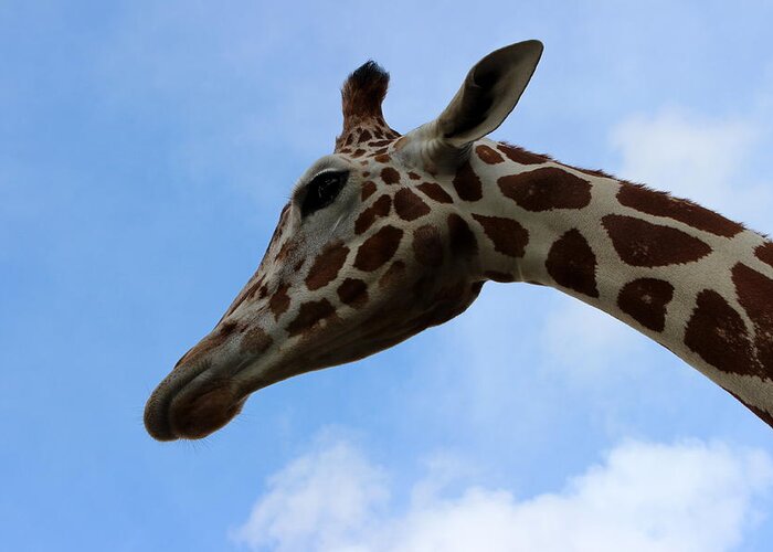 Giraffe Greeting Card featuring the photograph Giraffe - Global Wildlife Center by Beth Vincent