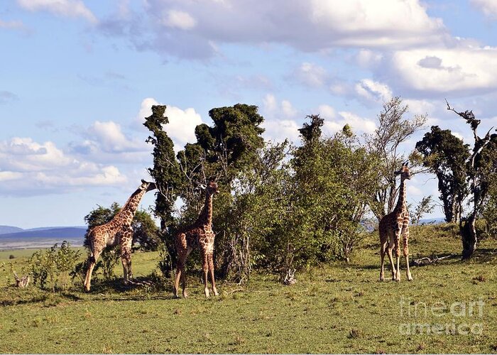 Massai Mara Greeting Card featuring the photograph Giraffe Picnic by AnneKarin Glass