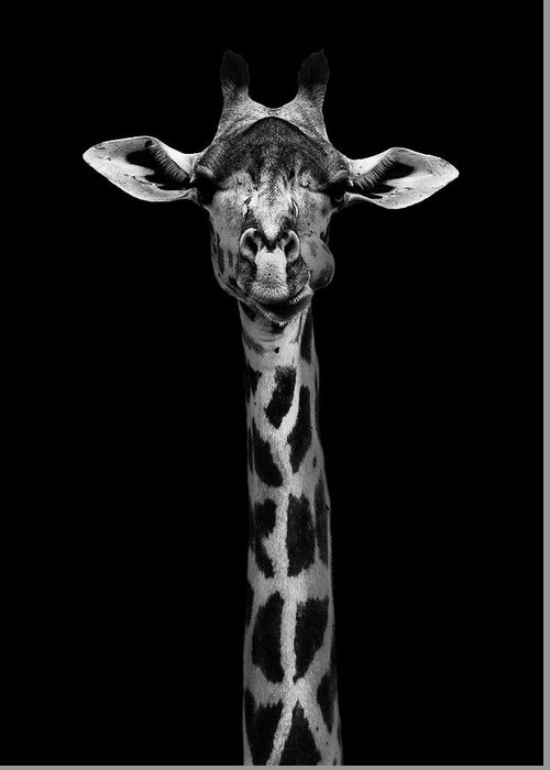 Africa Greeting Card featuring the photograph Giraffe Portrait by Wildphotoart