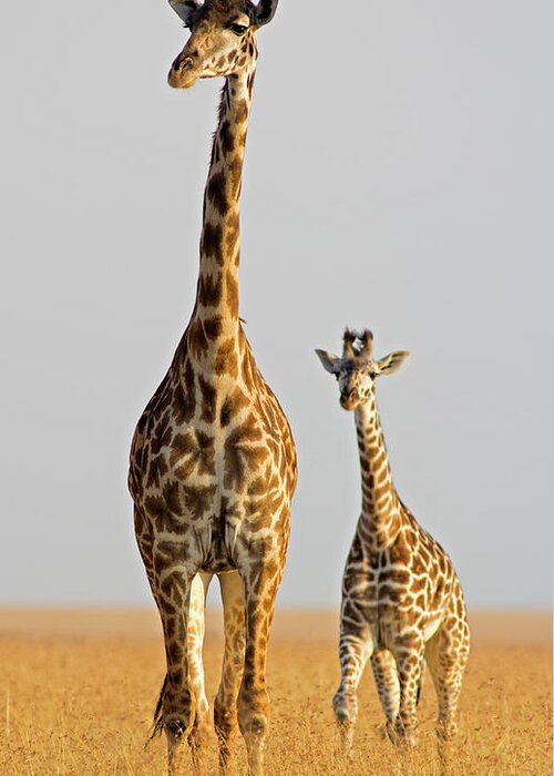 Scenics Greeting Card featuring the photograph Giraffe With Calf by Wldavies