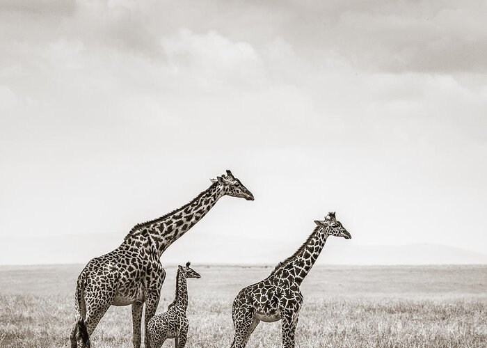 #faatoppicks Greeting Card featuring the photograph Giraffes Masai Mara Kenya by Regina Mueller