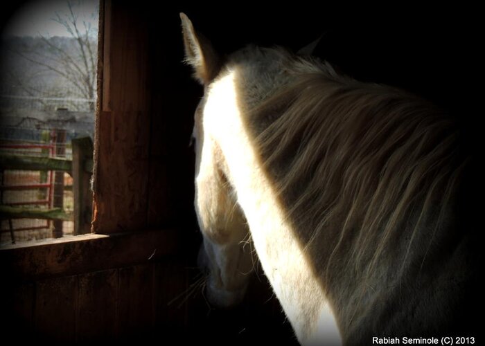 Horse Greeting Card featuring the photograph Gitchie by Rabiah Seminole