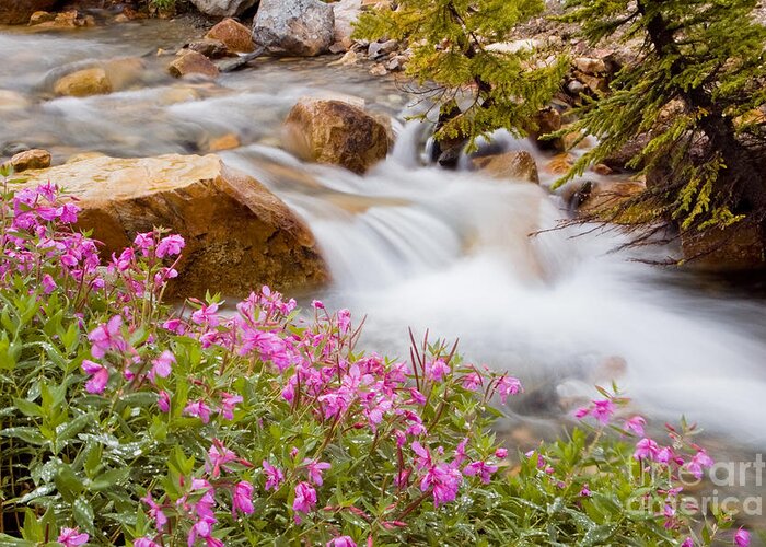 Alberta Greeting Card featuring the photograph Glacial stream with wild flowers by Oscar Gutierrez