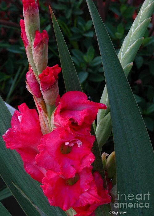Art For The Wall...patzer Photographygladiolas Greeting Card featuring the photograph Gladiolas Day by Greg Patzer