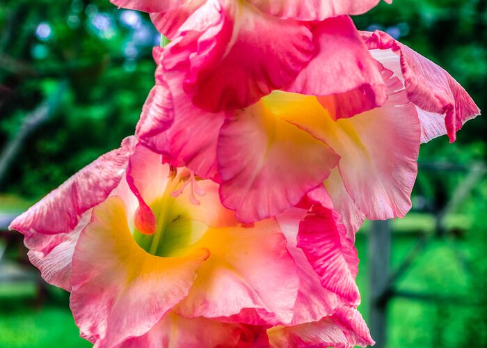 Summer Greeting Card featuring the photograph Gladiolus by Traveler's Pics