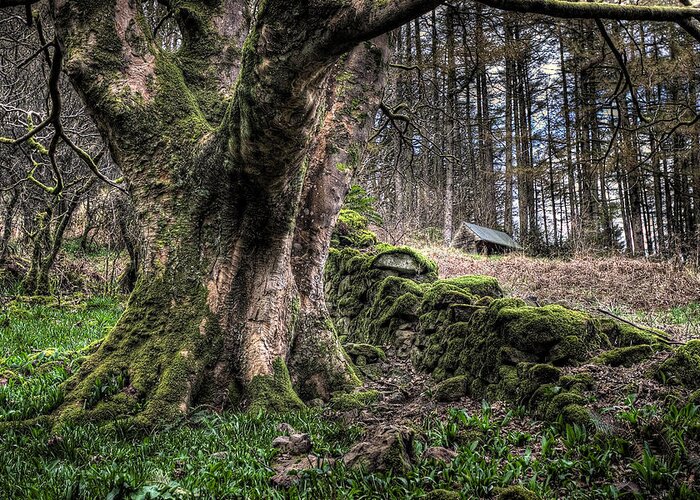 Glenariff Greeting Card featuring the photograph Glenariff Forest by Nigel R Bell
