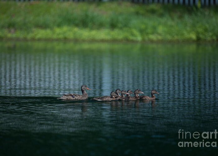 Ducks Greeting Card featuring the photograph Gliding Across the Water by Dale Powell