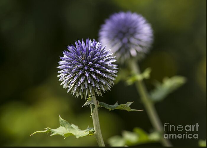 Globe Thistle Greeting Card featuring the photograph Globe Thistle by Dan Hefle