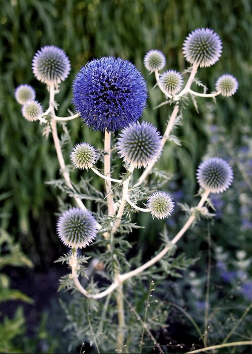 Thistles Greeting Card featuring the photograph Globe Thistle by Rona Black