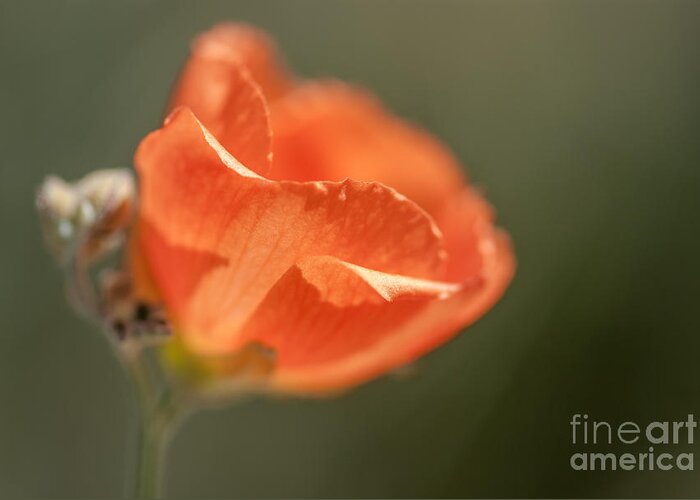 Al Andersen Greeting Card featuring the photograph Globemallow 6 by Al Andersen