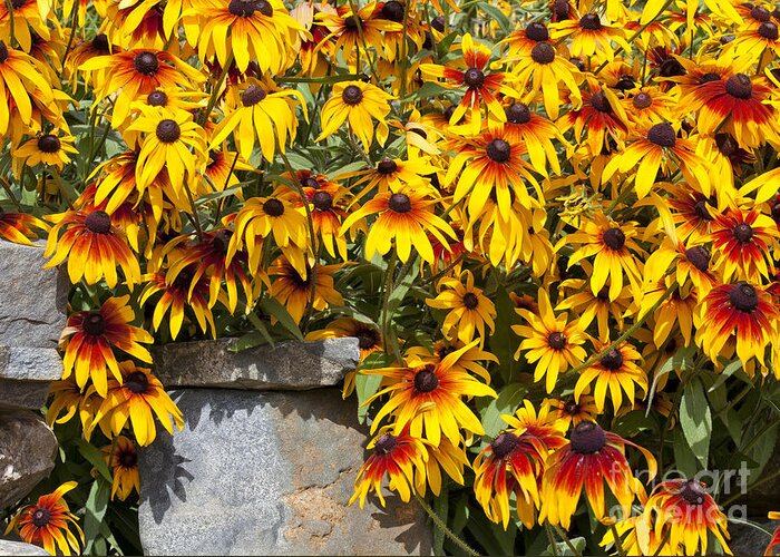 Daisy Greeting Card featuring the photograph Gloriosa Daisies by Alan L Graham