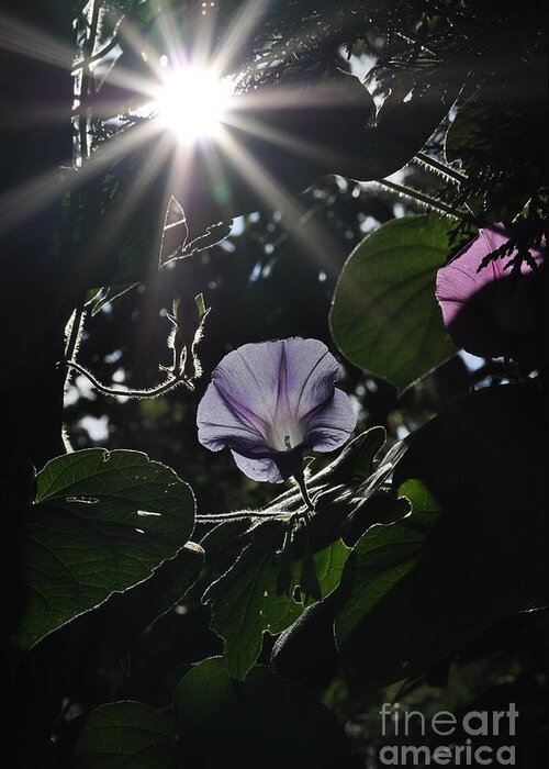 Morning Glory Greeting Card featuring the photograph Glorious by Cheryl Baxter