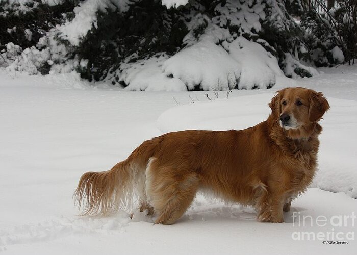 Golden Retriever Greeting Card featuring the photograph Glorious Girl by Veronica Batterson