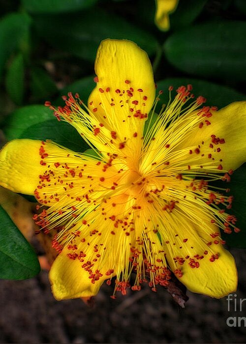 Flower Greeting Card featuring the photograph Yellow and Red in a Sea of Green by Doc Braham