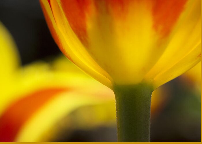 Color Greeting Card featuring the photograph Glowing tulip by Arkady Kunysz