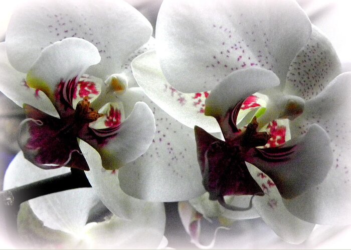 White Orchid Greeting Card featuring the photograph Glowing White Orchids by Kim Galluzzo Wozniak
