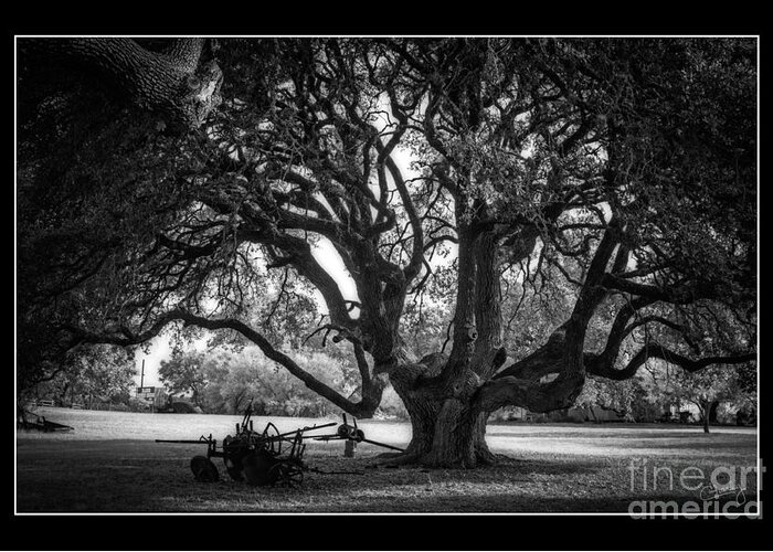 Gnarly Tree Greeting Card featuring the photograph Gnarly Tree with Plow by Imagery by Charly