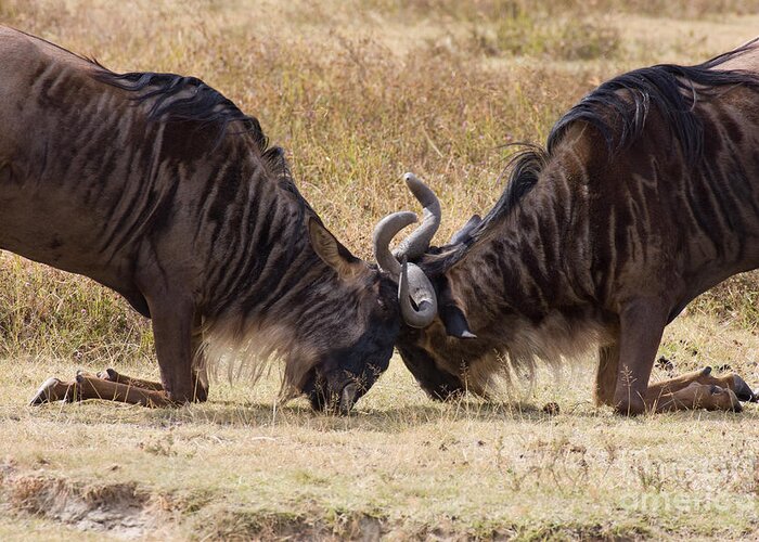 Gnus Greeting Card featuring the photograph Gnu Challenge Ritual by Chris Scroggins
