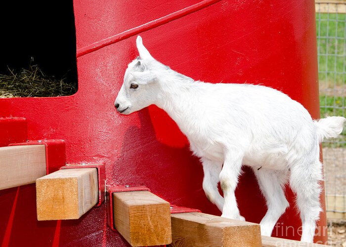 Goat Greeting Card featuring the photograph Kid's Play by Laurel Best
