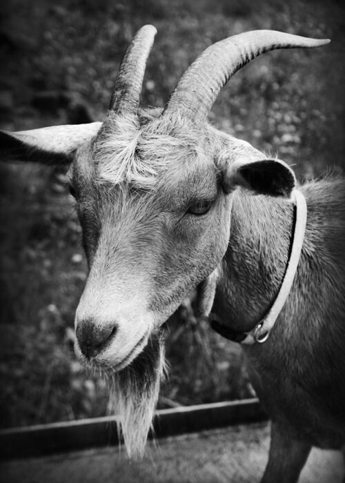 Kelly Hazel Greeting Card featuring the photograph Goat by Kelly Hazel