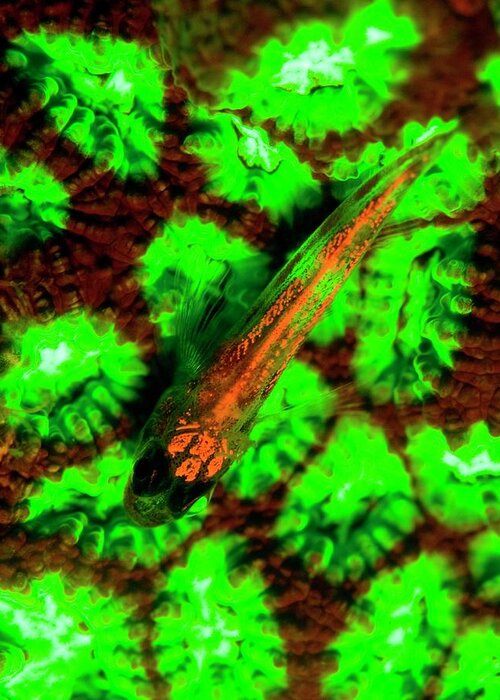 Animal Greeting Card featuring the photograph Goby Fish And Coral Fluorescing by Louise Murray/science Photo Library