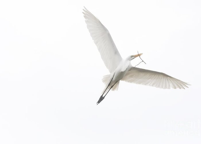 Great White Egret Greeting Card featuring the digital art Going Home by Jayne Carney