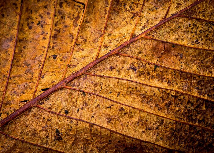 Leaf Greeting Card featuring the photograph Gold Leaf by Nigel R Bell