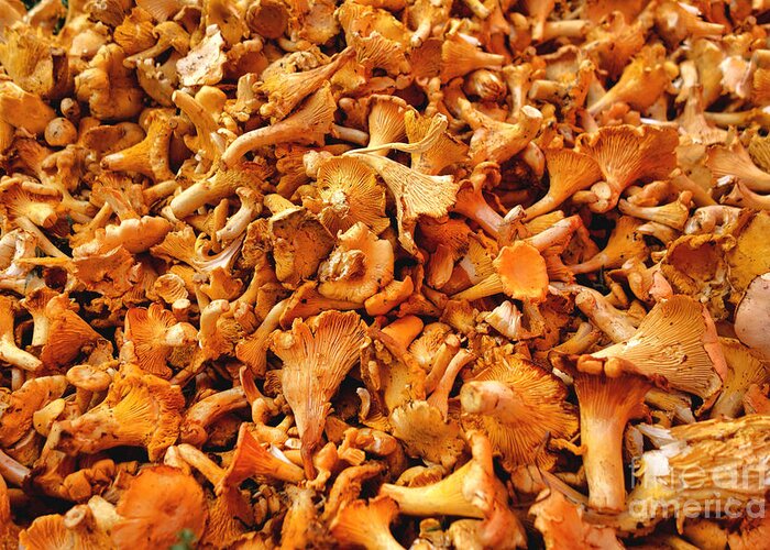 Chanterelle Greeting Card featuring the photograph Golden Chanterelles by Olivier Le Queinec