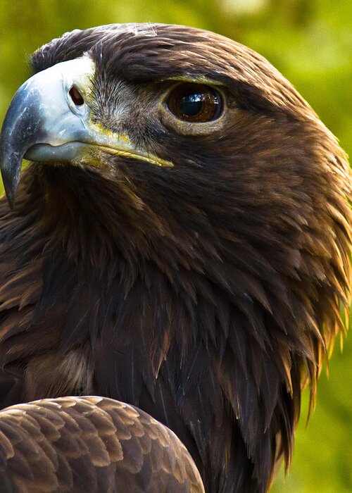 Golden Eagle Greeting Card featuring the photograph Golden Eagle by Robert L Jackson