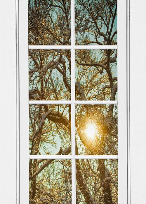 Window Greeting Card featuring the photograph Golden Forest Branches White 8 Windowpane View by James BO Insogna