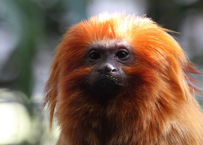 National Greeting Card featuring the photograph Golden Lion Tamarin - National Zoo - 011313 by DC Photographer