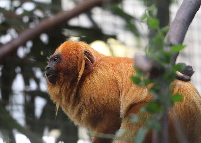 National Greeting Card featuring the photograph Golden Lion Tamarin - National Zoo - 01134 by DC Photographer