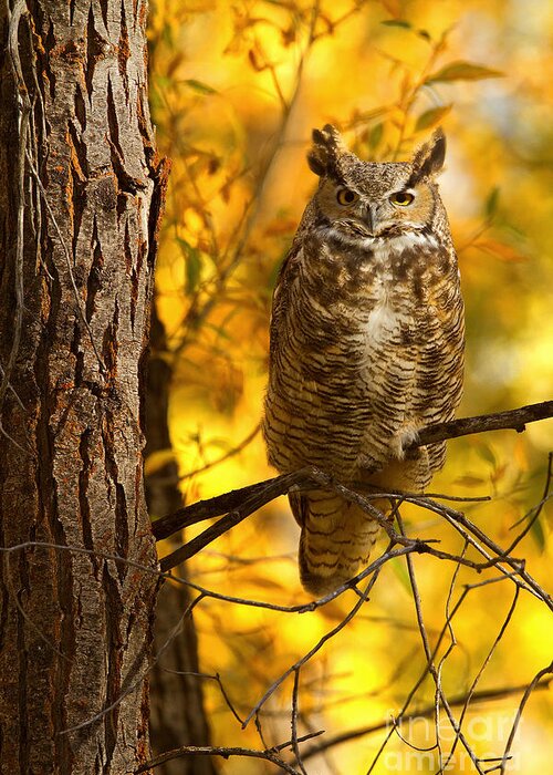 Great Horned Owl Greeting Card featuring the photograph Golden Owl by Aaron Whittemore