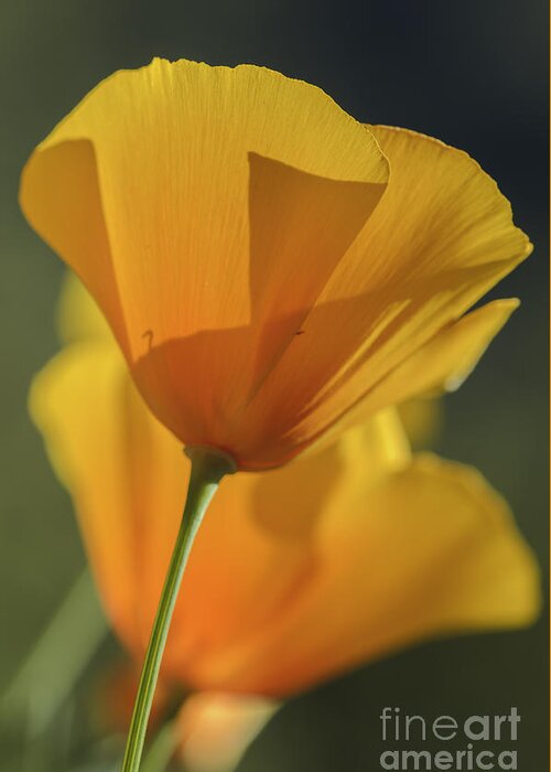 Poppies Greeting Card featuring the photograph Golden Poppies by Tamara Becker
