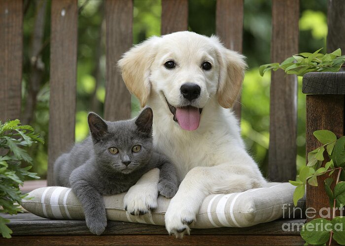 Dog Greeting Card featuring the photograph Golden Retriever And Kitten by Jean-Michel Labat