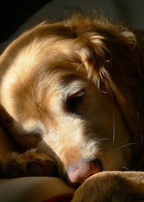 Golden Retriever Greeting Card featuring the photograph Golden Retriever Dog Sleeping in the Morning Light by Jennie Marie Schell